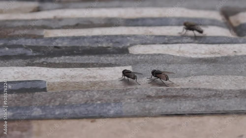 video of fruit flies gathering and playing on the floor