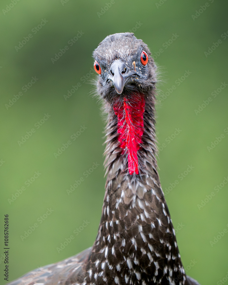 Fierce Portrait of bird Crested Guan (Penelope purpurascens) with Bright Red Eyes Fierce Portrait of bird Crested Guan (Penelope purpurascens) with Bright Red Eyes