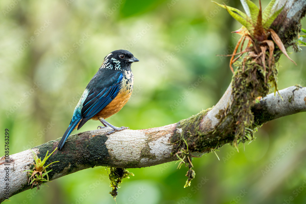 Endemic Spangle-cheeked Tanager (Tangara dowii) Perched in Cloud Forest Endemic Spangle-cheeked Tanager (Tangara dowii) Perched in Cloud Forest
