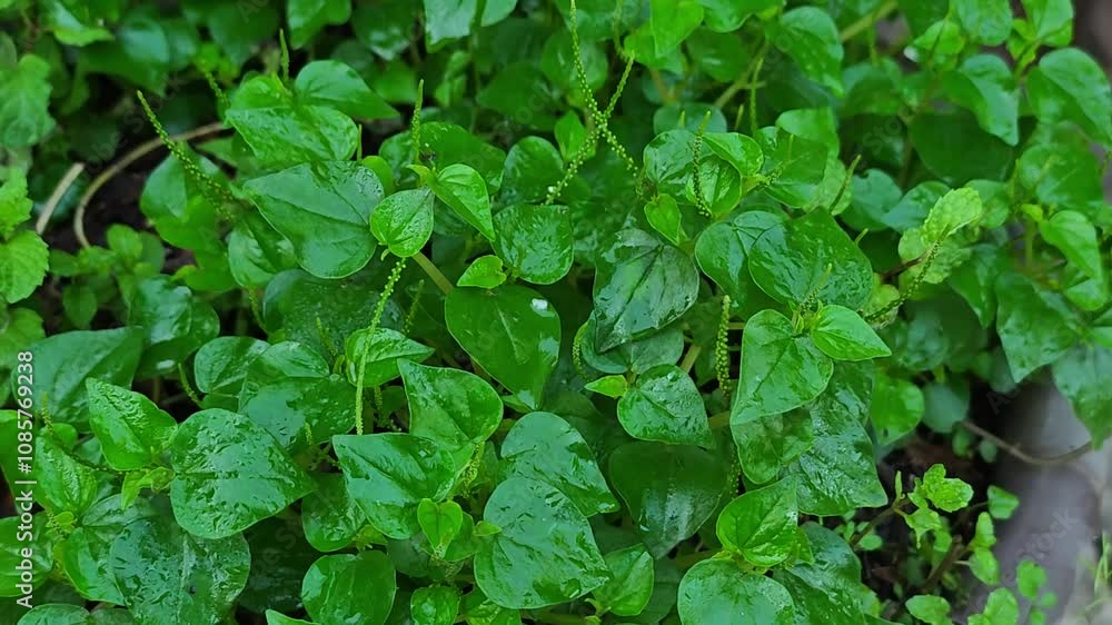 green leaf green leaf