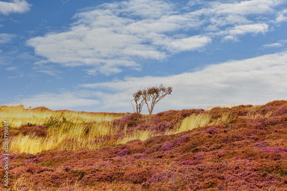 Heath and dune landscape on the island of Sylt