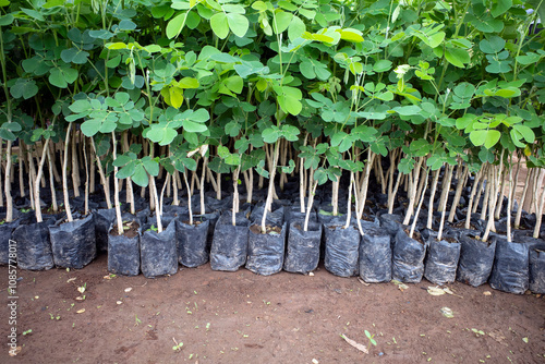 Trembesi (Samanea saman), the rain tree, Monkey pod tree seedlings neatly arranged in black polybags photo