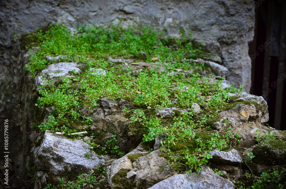 A rock wall covered in moss and green plants. The moss is growing on the wall and the plants are growing on the rocks. The scene has a natural and peaceful feel to it. A rock wall covered in moss and green plants. The moss is growing on the wall and the plants are growing on the rocks. The scene has a natural and peaceful feel to it.