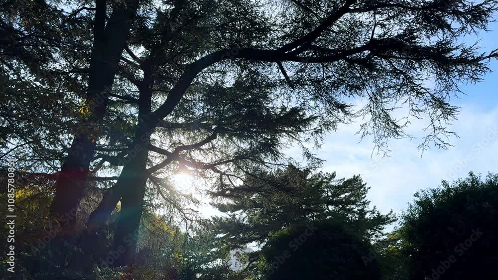 Sunlight shines through tall trees and branches in a serene forest setting on a clear day Sunlight shines through tall trees and branches in a serene forest setting on a clear day