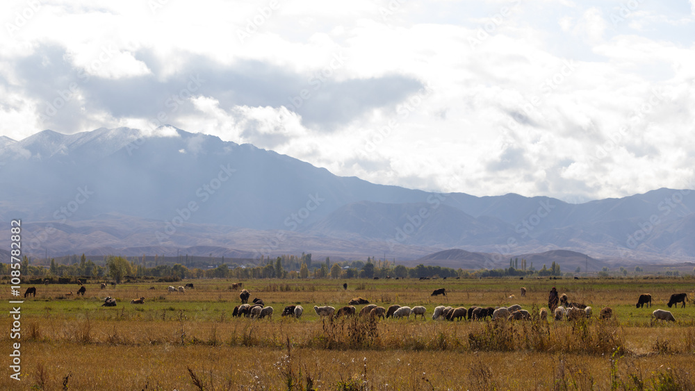 flock of sheep beautiful meadow in Kyrgyzstan near issue-kul region flock of sheep beautiful meadow in Kyrgyzstan near issue-kul region