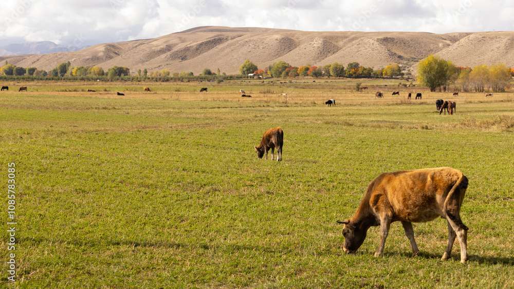 cattle live in meadow of kyrgyzstan cattle live in meadow of kyrgyzstan