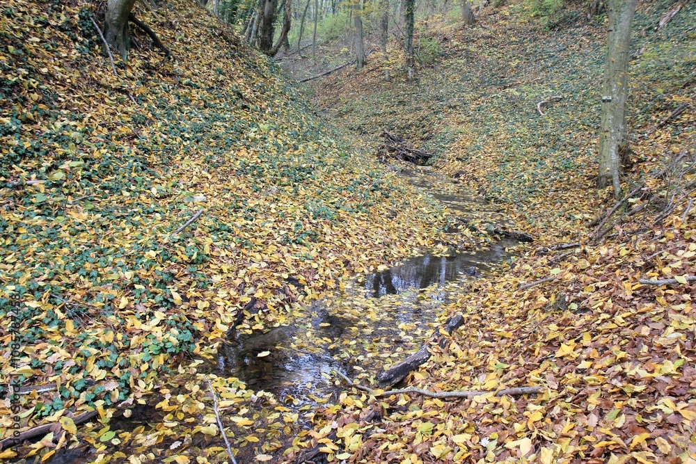 A stream in the autumn forest in the vicinity of Varna (Bulgaria)
