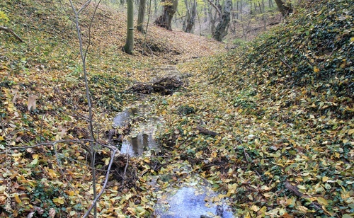 A stream in the autumn forest in the vicinity of Varna (Bulgaria)
