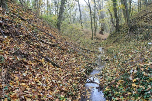 A stream in the autumn forest in the vicinity of Varna (Bulgaria)
