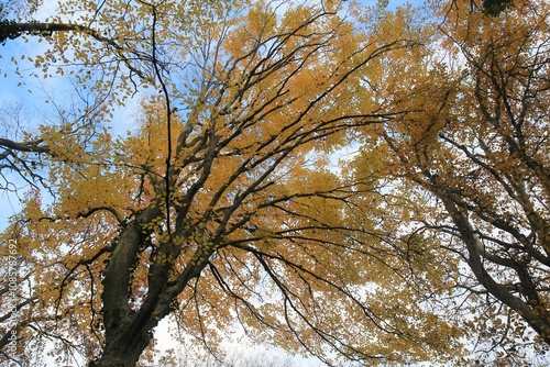 Autumn forest in the vicinity of Varna (Bulgaria)
