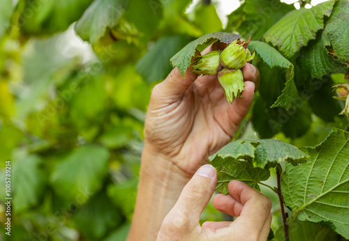 Close-up of male farmer hands plucks collects ripe hazelnuts from a deciduous hazel tree bunch in garden. Growing raw nuts fruit on plantation field. Harvest autumn farm time. Healthy natural eco food photo