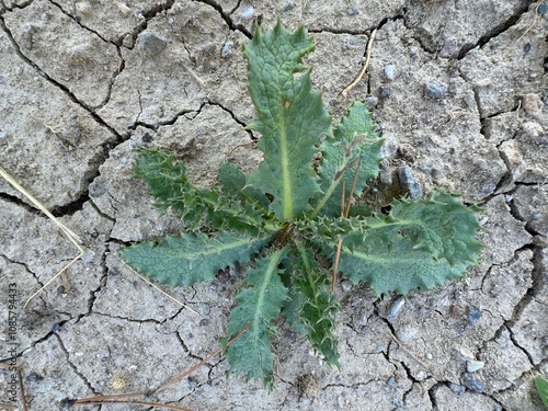 Close-up of spiny sowthistle leaves growing in arid soil. Sonchus asper, the prickly sow-thistle, rough milk thistle, spiny sowthistle, sharp-fringed sow thistle, or spiny-leaved sow thistle. photo