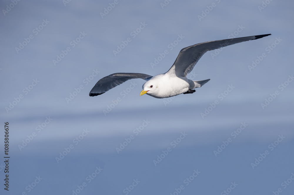Black-legged Kittiwake (Rissa tridactyla tridactyla) in flight, Hinlopen Strait, Svalbard Archipelago, Arctic Norway Black-legged Kittiwake (Rissa tridactyla tridactyla) in flight, Hinlopen Strait, Svalbard Archipelago, Arctic Norway
