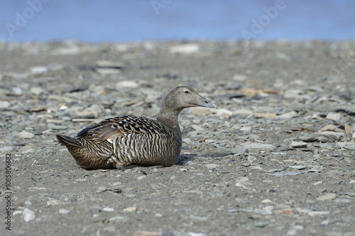 Common Eider (Somateria mollissima) nesting on gravelled beach, Longyearbyen, Spitsbergen Island, Svalbard Archipelago, Norway