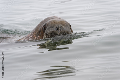 Walrus (Odobenus rosmarus) in water, Spitsbergen Island, Svalbard Archipelago, Norway, photo