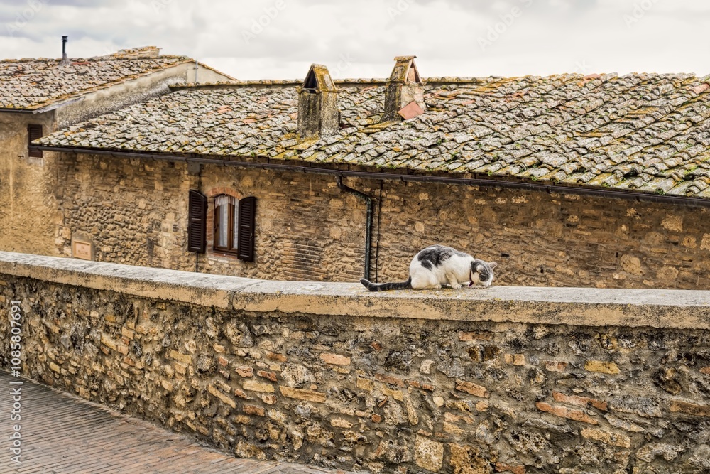 san gimignano, italien - altstadt mit katze auf einer mauer
