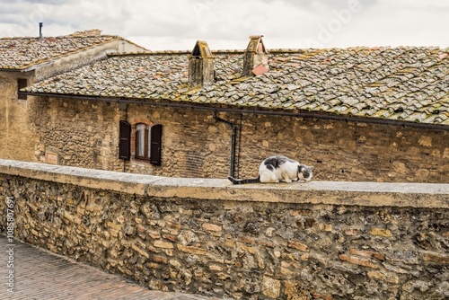 Obraz na płótnie san gimignano, italien - altstadt mit katze auf einer mauer w salonie