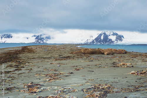 Walrus (Odobenus rosmarus) colony, Sarstangen, Prince Charles Foreland Island, Spitsbergen Island, Svalbard archipelago, Norway photo