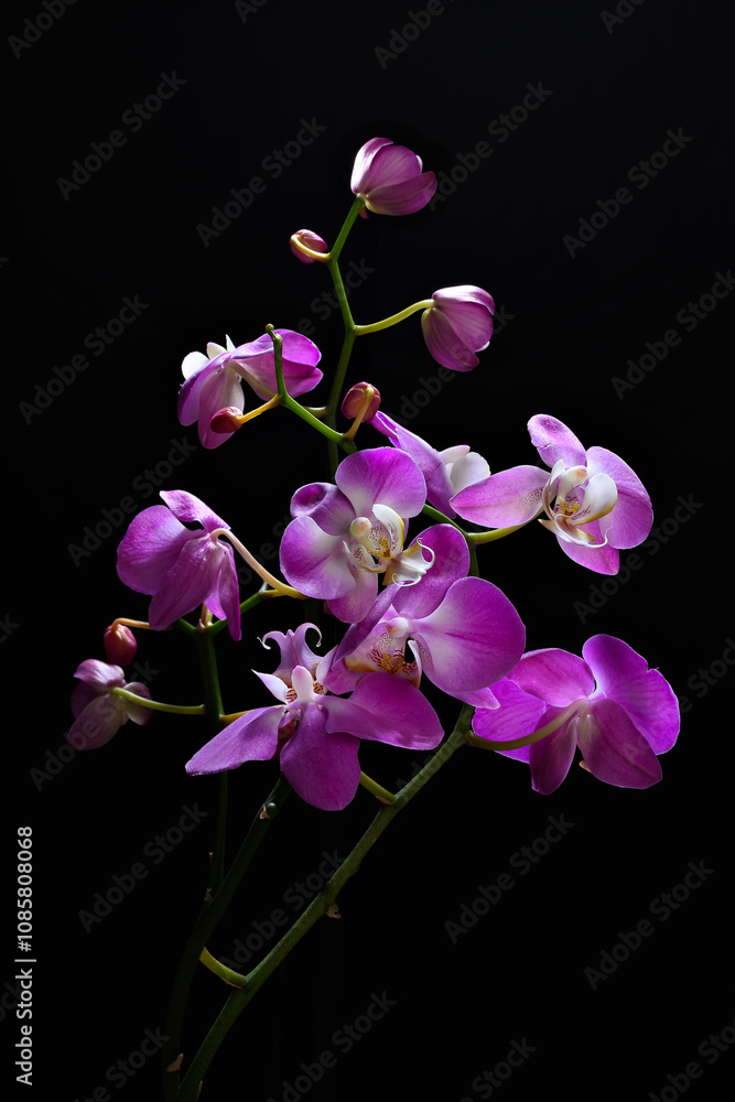 purple orchid on black background purple orchid on black background
