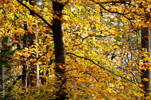 sunshine light up autumn leaves. Watford UK photo