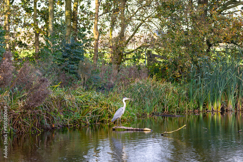 Tableau sur toile Grey Heron, Ardea cinerea, in natural habitat standing expectantly on horizontal