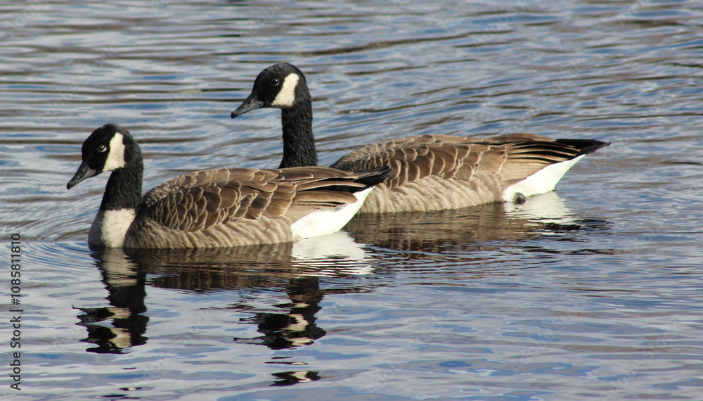 Canada Geese reflecting on the pond Canada Geese reflecting on the pond