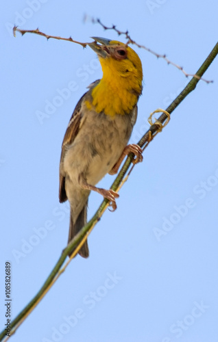 Tisserin sakalave,.Ploceus sakalava, Sakalava Weaver, Madagascar photo