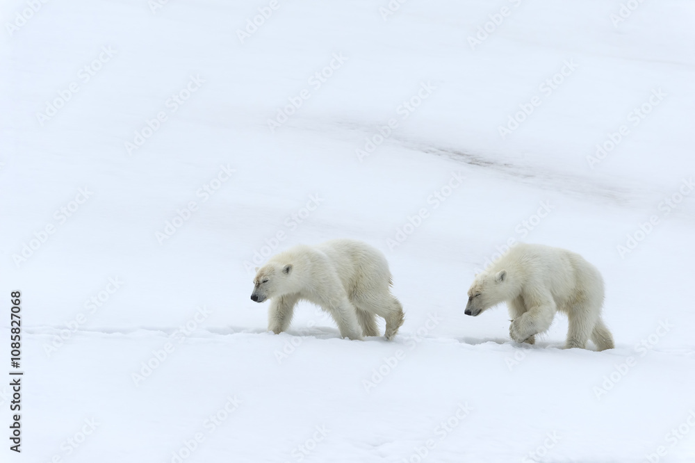 Two yearling polar bear cubs (Ursus maritimus) walking on the ridge of a glacier, Björnsundet, Hinlopen Strait, Spitsbergen Island, Svalbard Archipelago, Norway Two yearling polar bear cubs (Ursus maritimus) walking on the ridge of a glacier, Björnsundet, Hinlopen Strait, Spitsbergen Island, Svalbard Archipelago, Norway