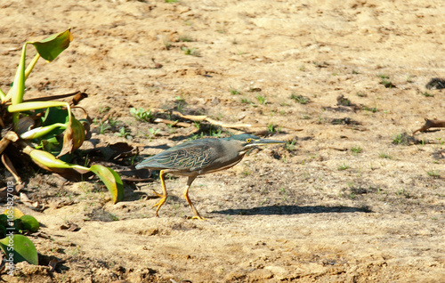 Héron strié,.Butorides striata, Striated Heron photo