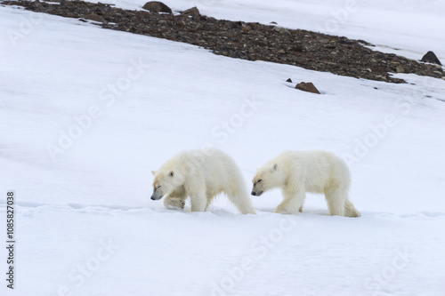 Two yearling polar bear cubs (Ursus maritimus) walking on the ridge of a glacier, Björnsundet, Hinlopen Strait, Spitsbergen Island, Svalbard Archipelago, Norway photo