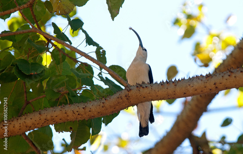 Falculie mantelée,.Falculea palliata, Sickle billed Vanga, Madagascar photo