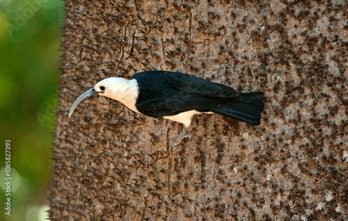 Falculie mantelée,.Falculea palliata, Sickle billed Vanga, Madagascar photo