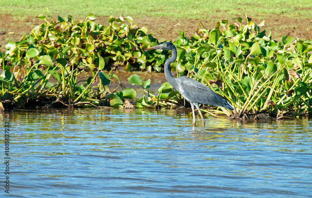 Fototapeta premium Aigrette dimorphe,.Egretta dimorpha, Dimorphic Egret