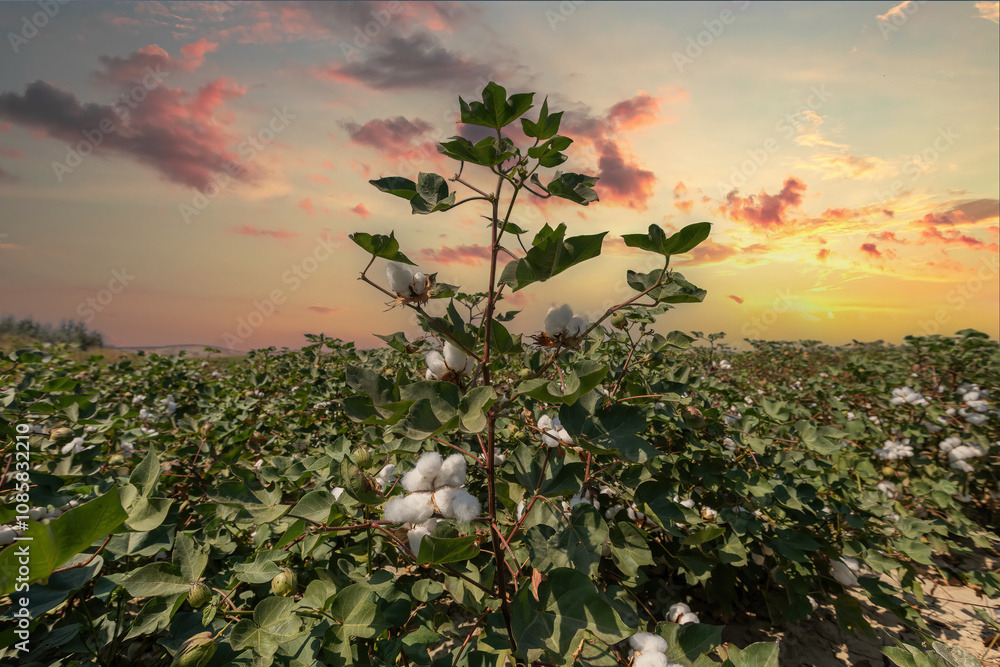 Izmir - Cotton field at sunset in Menemen plain