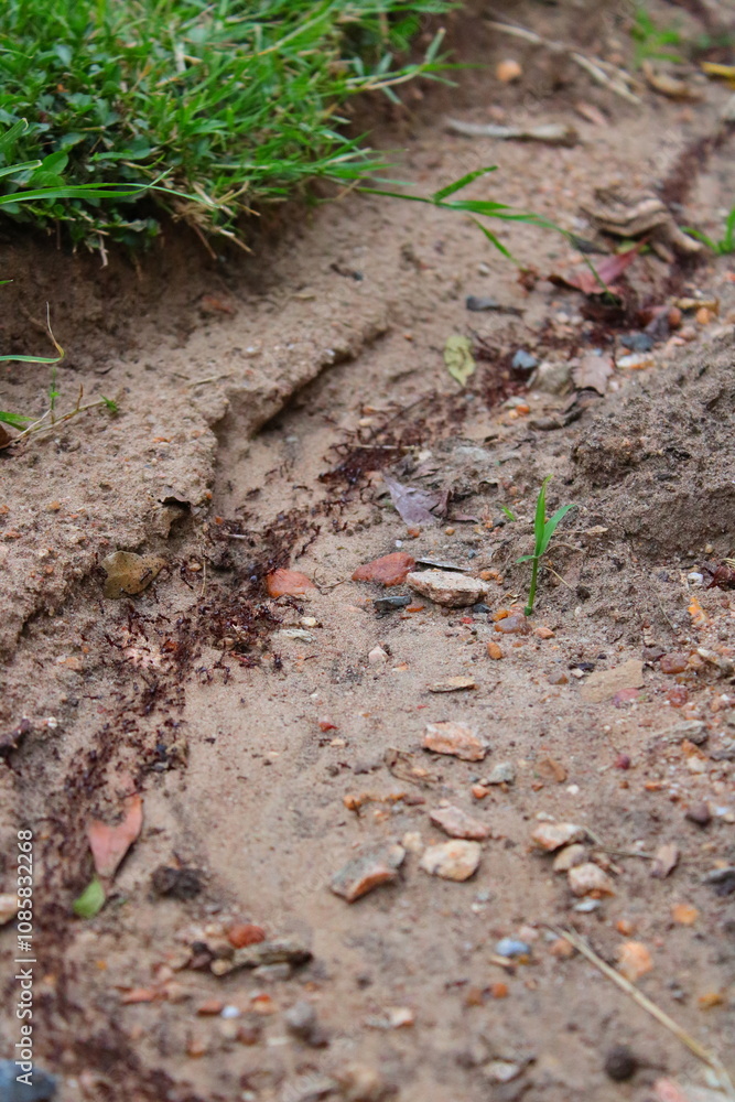 Ants walking. Ants walking.