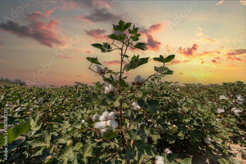 Obraz na płótnie Izmir - Cotton field at sunset in Menemen plain w salonie