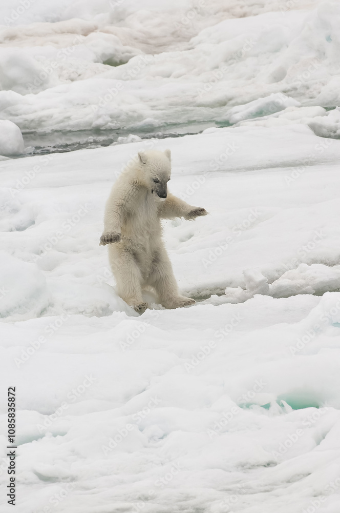 Polar bear cub (Ursus maritimus) playing with a piece of ice on the pack ice, Svalbard Archipelago, Barents Sea, Norway Polar bear cub (Ursus maritimus) playing with a piece of ice on the pack ice, Svalbard Archipelago, Barents Sea, Norway