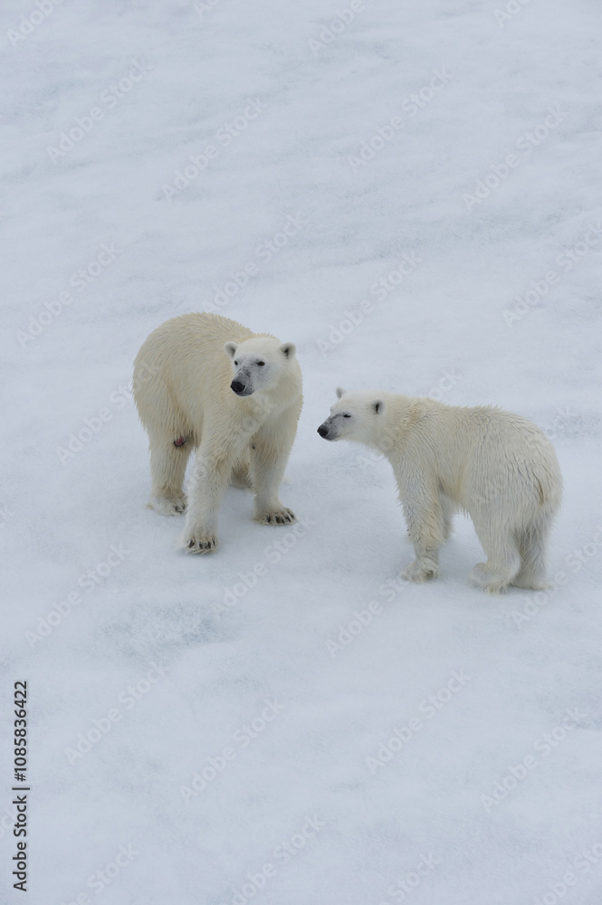 Mother polar bear (Ursus maritimus) walking with a cub on a melting ice floe, Spitsbergen Island, Svalbard archipelago, Norway, Europe Mother polar bear (Ursus maritimus) walking with a cub on a melting ice floe, Spitsbergen Island, Svalbard archipelago, Norway, Europe