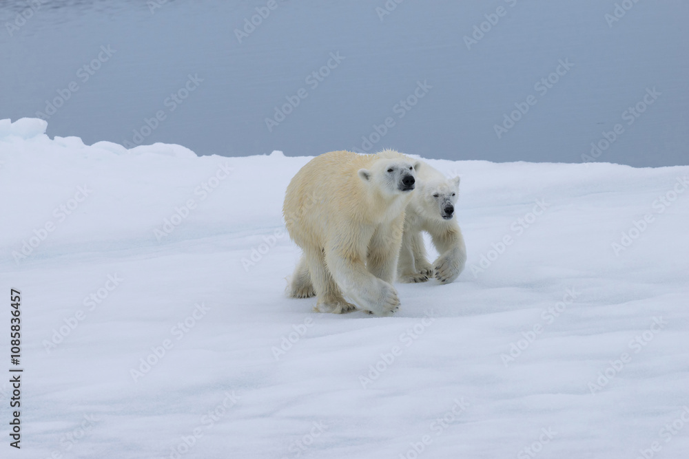 Mother polar bear (Ursus maritimus) walking with a cub on a melting ice floe, Spitsbergen Island, Svalbard archipelago, Norway, Europe Mother polar bear (Ursus maritimus) walking with a cub on a melting ice floe, Spitsbergen Island, Svalbard archipelago, Norway, Europe