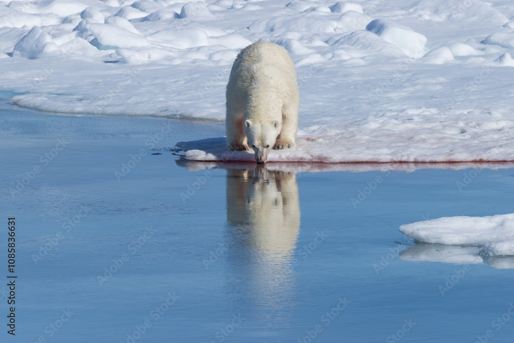Naklejka premium Polar bear (Ursus maritimus) drinking water after a kill, Spitsbergen Island, Svalbard archipelago, Norway, Europe