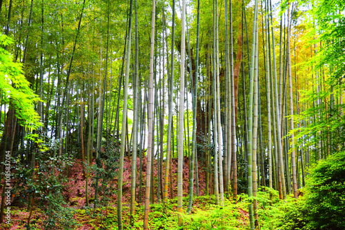 竹林の小径の画像
 photo