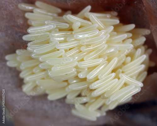 Tableau sur toile Deposit of eggs laid by a fly on a package of meat.