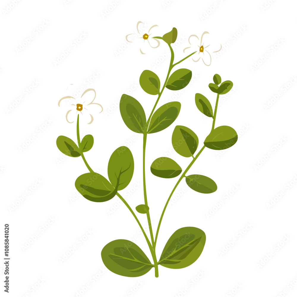 Simple flat 2D icon of chickweed isolated on the background, vector design, ideal for animation, UI/UX design, mobile apps, web design, digital illustrations, and minimalist design Simple flat 2D icon of chickweed isolated on the background, vector design, ideal for animation, UI/UX design, mobile apps, web design, digital illustrations, and minimalist design