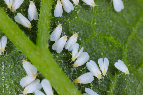Glasshouse whitefly, Trialeurodes vaporariorum, on the underside of zucchini leaf.