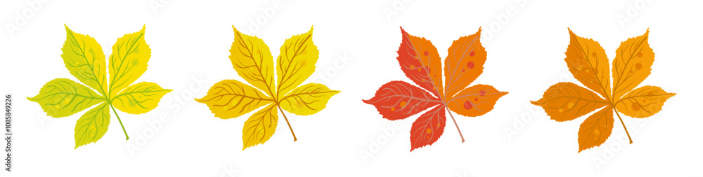 Autumn chestnut leaves yellow red and orange - vector illustration Autumn chestnut leaves yellow red and orange - vector illustration
