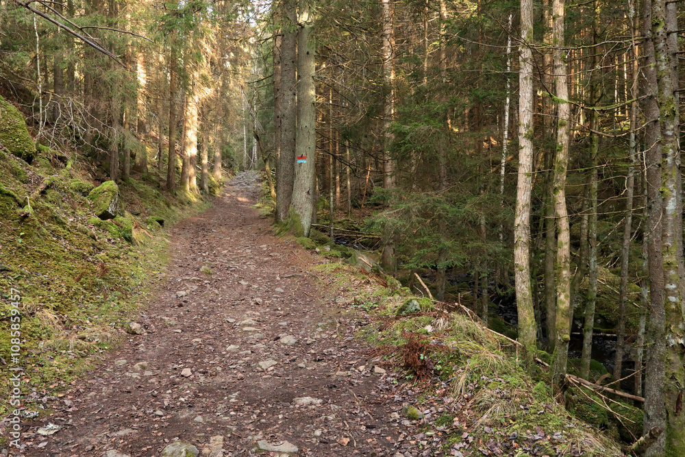 Fototapeta premium Forest