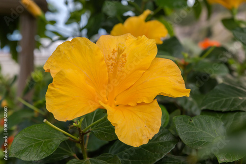 Yellow flower of Chinese hibiscus in overcast weather close-up