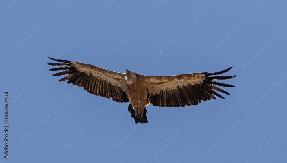 Griffon Vulture (Gyps fulvus) flying against blue sky, near Plakias on southern Crete, Greece. Griffon Vulture (Gyps fulvus) flying against blue sky, near Plakias on southern Crete, Greece.