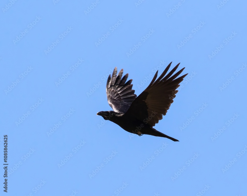 Obraz premium Raven (Corvud corax) flying against blue sky, near Plakias on southern Crete, Greece.