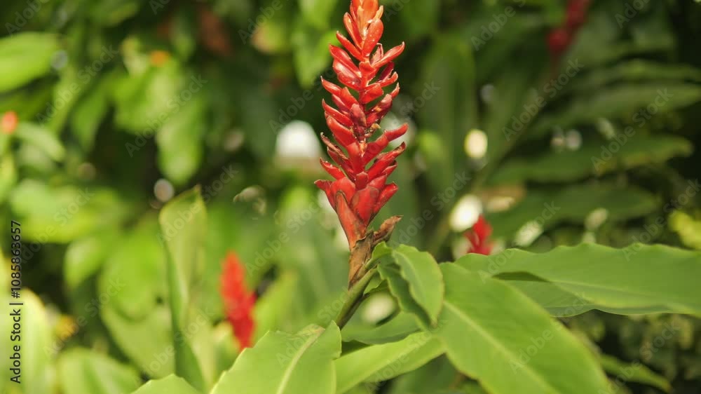 A Vibrant Red Ginger Flower Stands Out Beautifully Against the Lush Greenery Surrounding It A Vibrant Red Ginger Flower Stands Out Beautifully Against the Lush Greenery Surrounding It